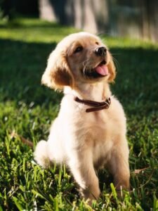 shallow focus vertical shot of a cute golden retriever puppy sitting on a grass ground