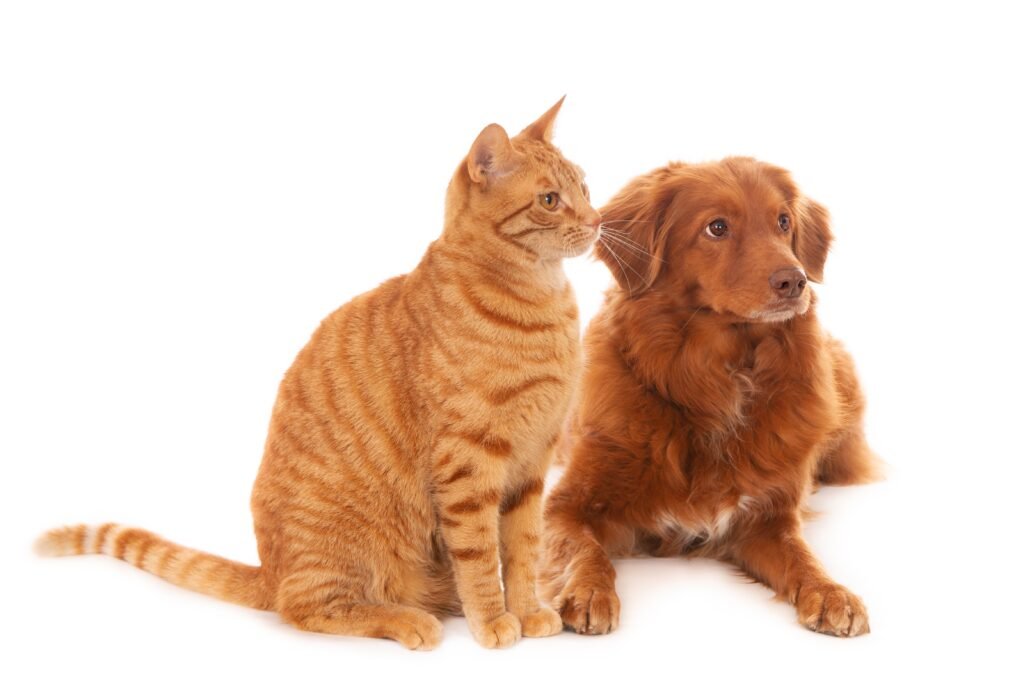 isolated shot of retriever dog and ginger cat in front of white background looking right